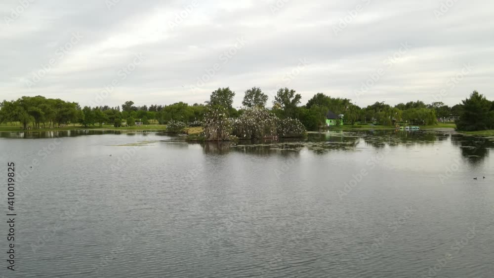 Dolly out flying across a lake with an islet in the middle covered with flocks of great white egret resting on top of trees surrounded by nature Dolly out flying across a lake with an islet in the middle covered with flocks of great white egret resting on top of trees surrounded by nature