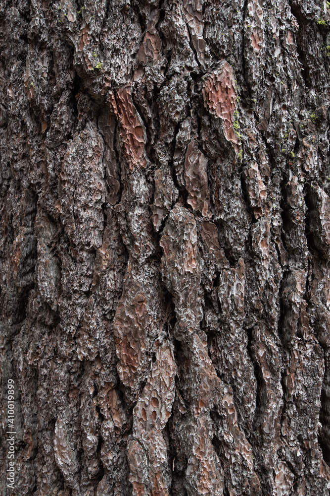 Background texture of tree bark. Old wood dry bark of the tree. Background texture of tree bark. Old wood dry bark of the tree.