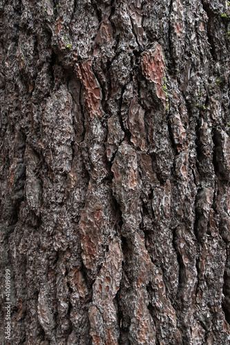 Background texture of tree bark. Old wood dry bark of the tree. © romankosolapov
