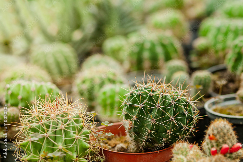 Collection of cactus plants in pots. Small ornamental plant. Selective focus, top-view shot. Cactus plant pattern. Natural background. Green texture background Collection of cactus plants in pots. Small ornamental plant. Selective focus, top-view shot. Cactus plant pattern. Natural background. Green texture background