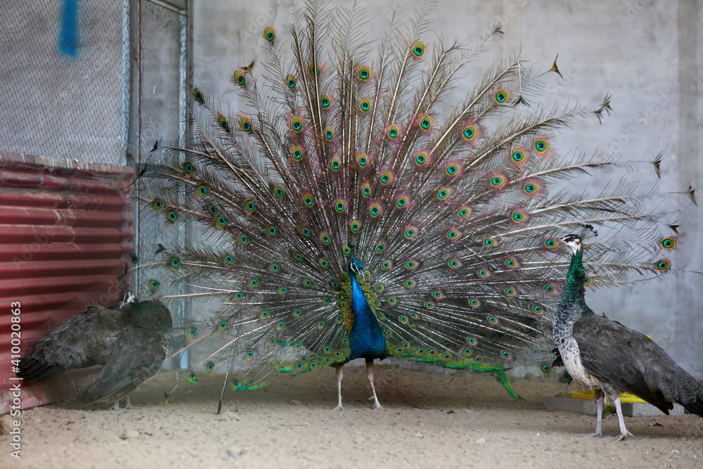 Fototapeta premium peacock flaunting its tail in a zoo, North China