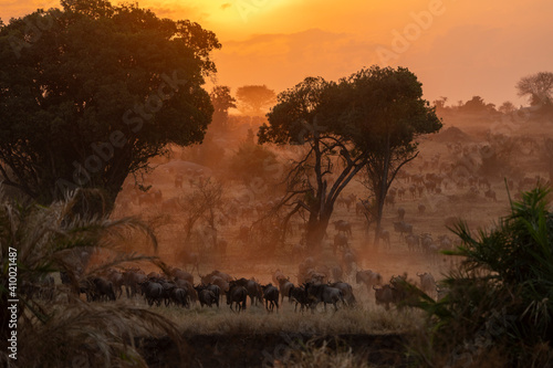 a large group of wildebeest walks in the African plains at dusk photo