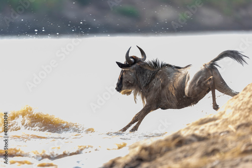 a wildebeest jumps into a river during the great annual migration photo