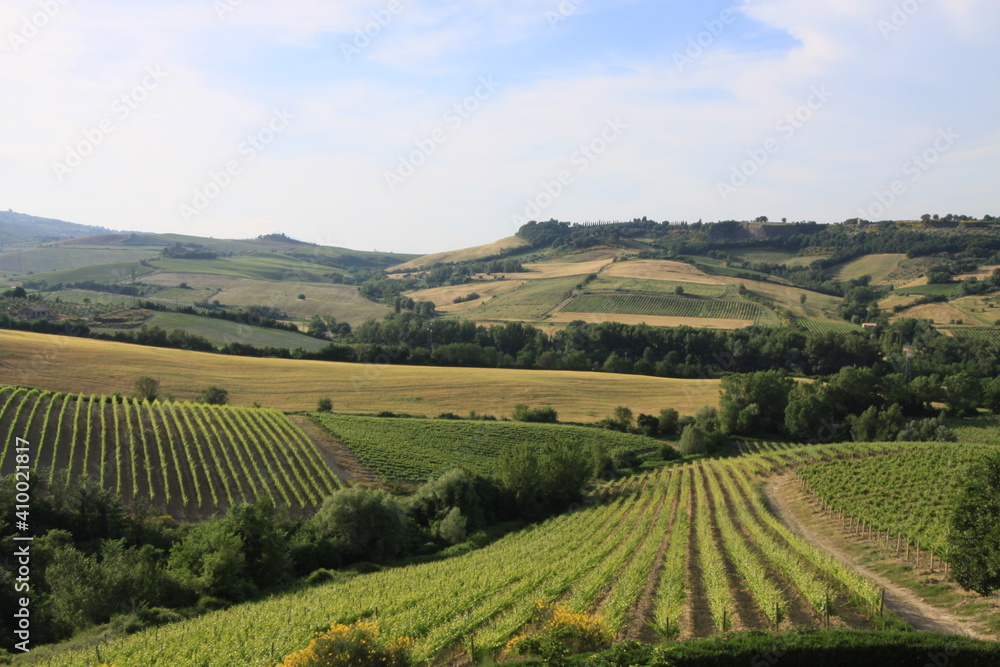 Umbria Vineyard