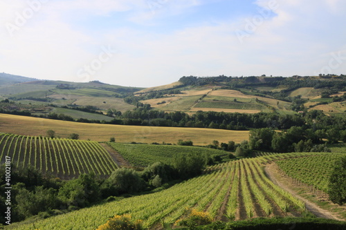 Umbria Vineyard