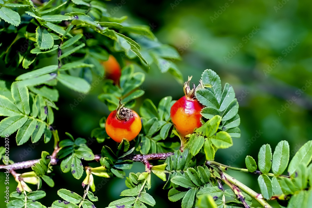 Fruits of a dog rose in autumn, colorful rose hips shining in red and orange