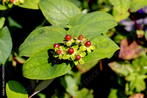 Colorful fruits of tutsan in late summer and autumn, Hypericum androsaemum