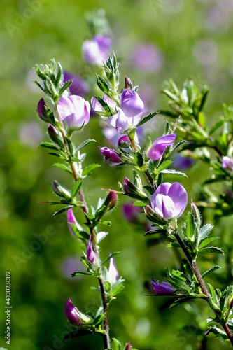 Flowers of the spiny restharrow, also named thorny restharrow, in late spring and summer, Ononis spinosa