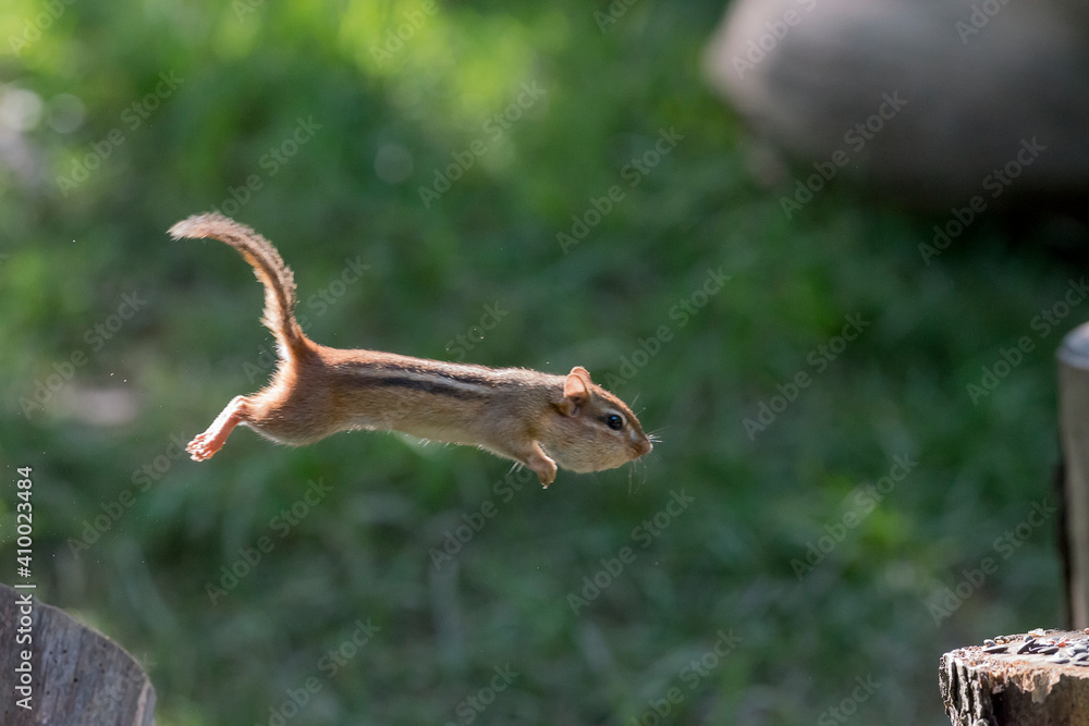 Cheek pouches allow chipmunks to carry food items to their burrows for either storage or consumption