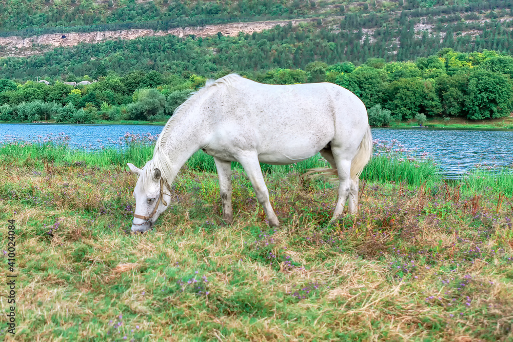 Beautiful white horse . Grazing white mare Beautiful white horse . Grazing white mare