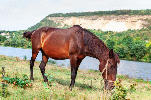 Brawn horse grazing on the  meadow near river photo