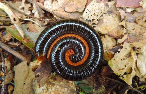 millipede animal photo