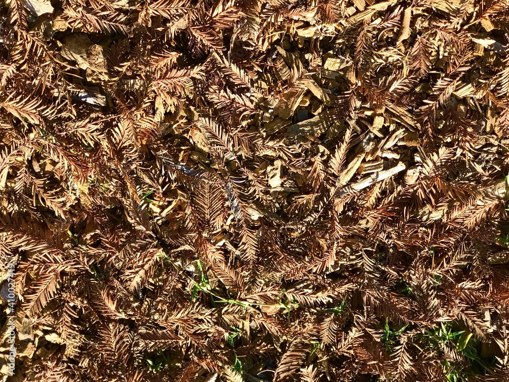 Dry brunches and grass on the ground, texture Dry brunches and grass on the ground, texture