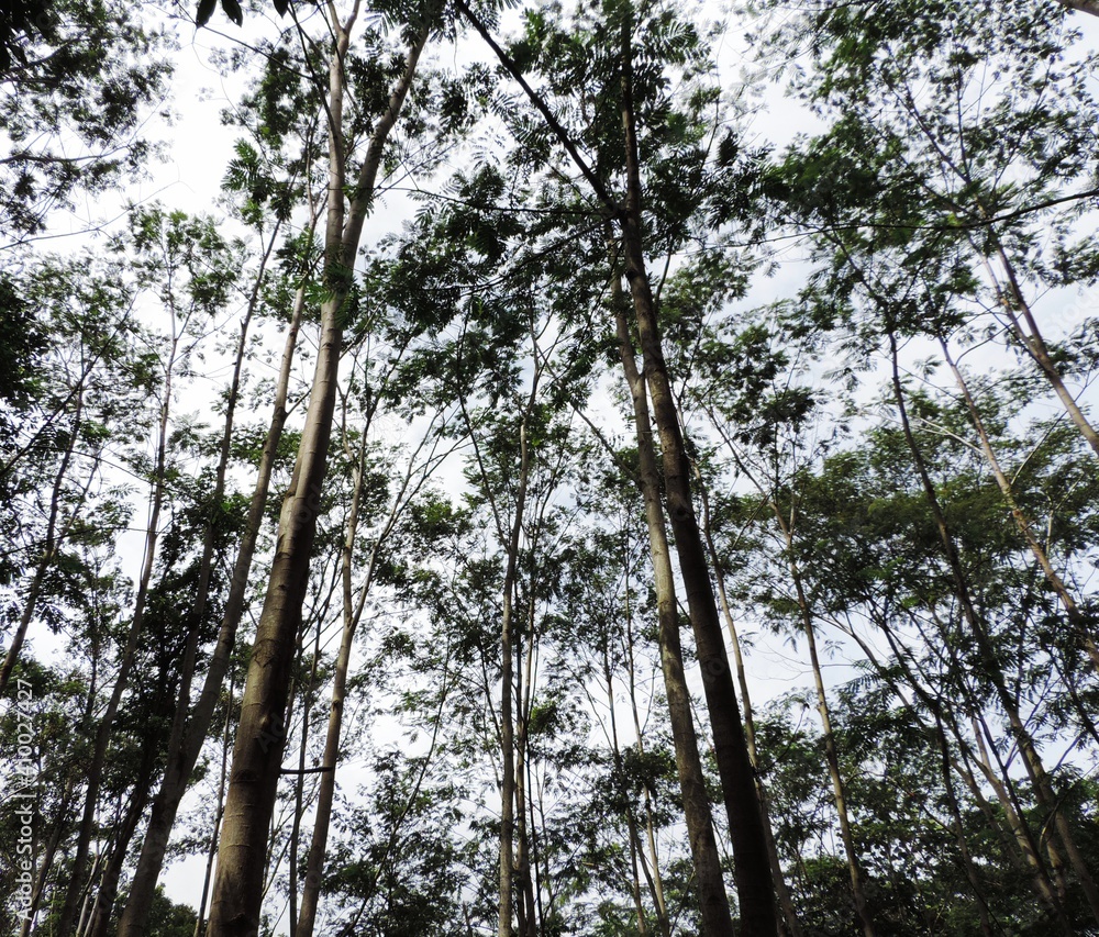 Fototapeta premium trees in the forest