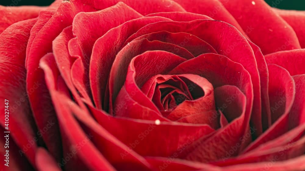 Red rose bloom in time lapse. Delicate rose bloom on a black background. Gentle light floral background. Timelapse. Macro. Wedding background, valentines day, mother's day, spring, easter Red rose bloom in time lapse. Delicate rose bloom on a black background. Gentle light floral background. Timelapse. Macro. Wedding background, valentines day, mother's day, spring, easter