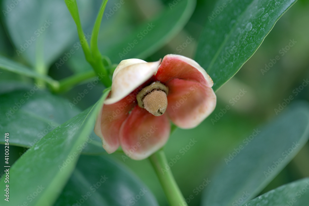 Obraz premium クルシアの花