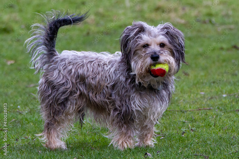 Cute little mixed breeed dog playing with a ball Cute little mixed breeed dog playing with a ball