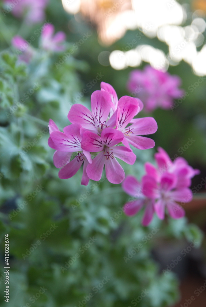 Scented-leaved pelargonium capitatum 