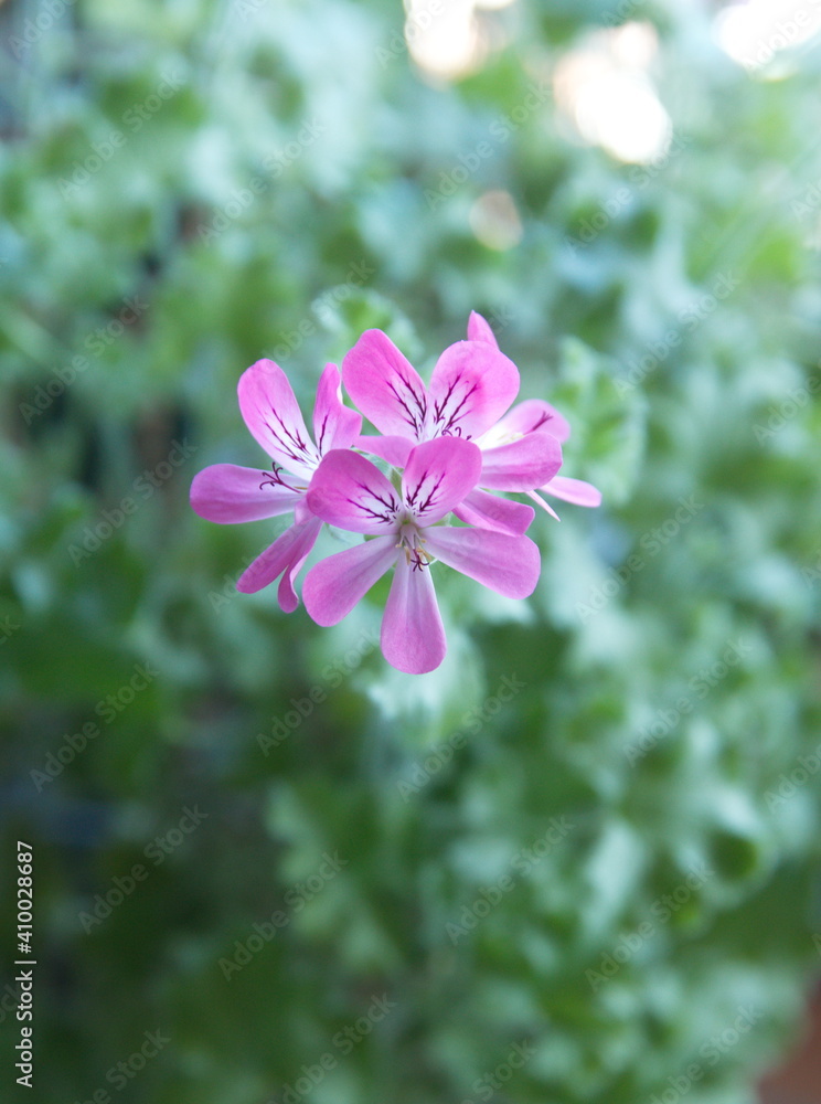Scented-leaved pelargonium capitatum Scented-leaved pelargonium capitatum