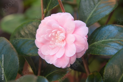 Billede på lærred Blossom of camelia japonica, Uso Otome variety, light pink petal camelia