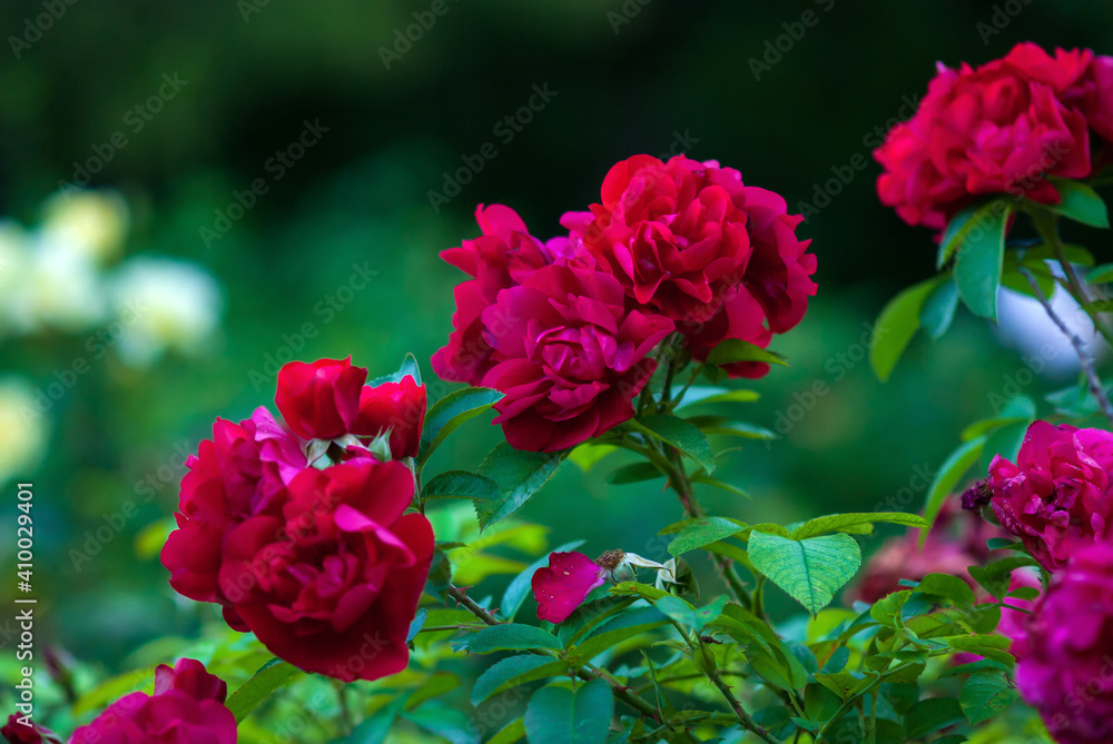 Rosa Hansaland - Dark red Hybrid Rugosa roses flowering in summer garden