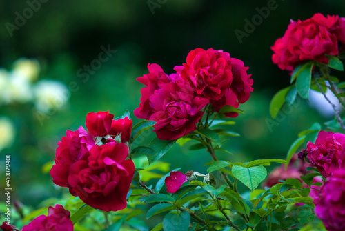 Rosa Hansaland - Dark red Hybrid Rugosa roses flowering in summer garden