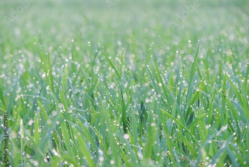 selectively focus green rice tree against bokeh background