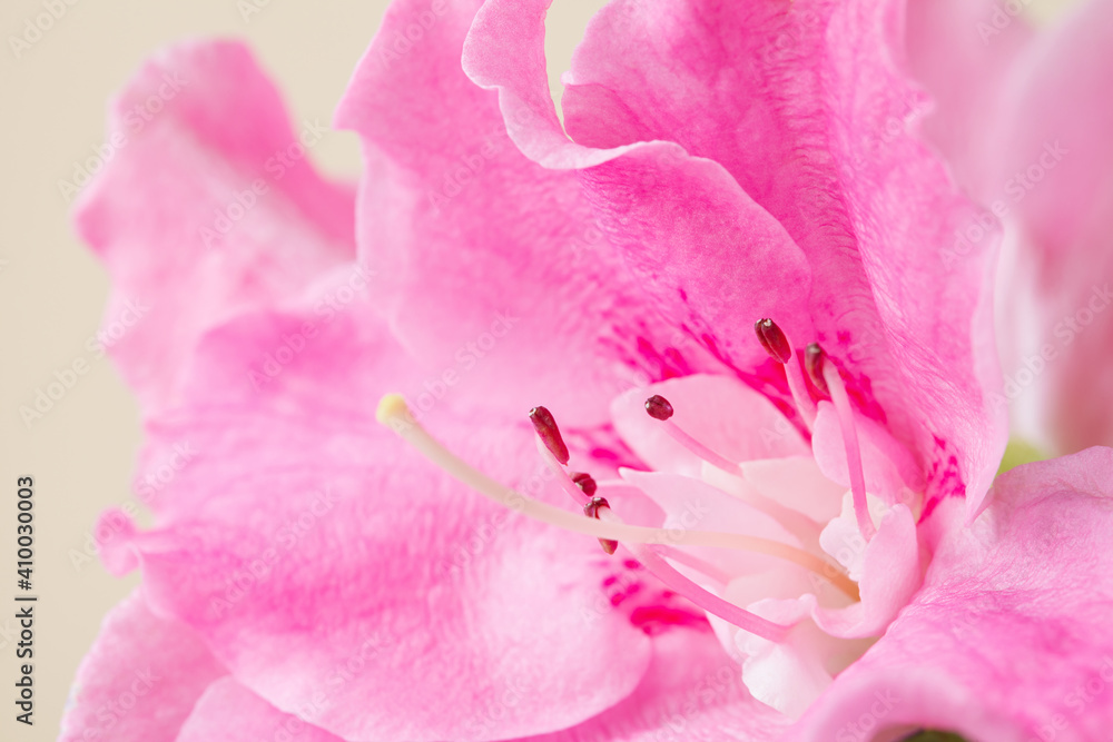 pastel pink macro flower background