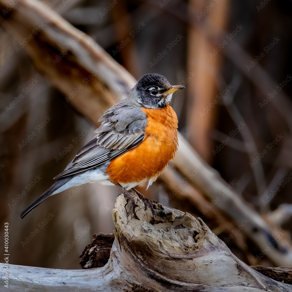 An American Robin (Turdus migratorius) showing it's beautiful breast feathers. An American Robin (Turdus migratorius) showing it's beautiful breast feathers.