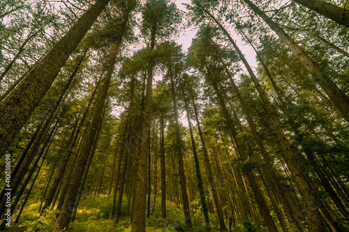 Green forest in the morning. Wide Angle View of Himalayan Subtropical Pine Forest, Kasol, Himachal Pradesh, India.