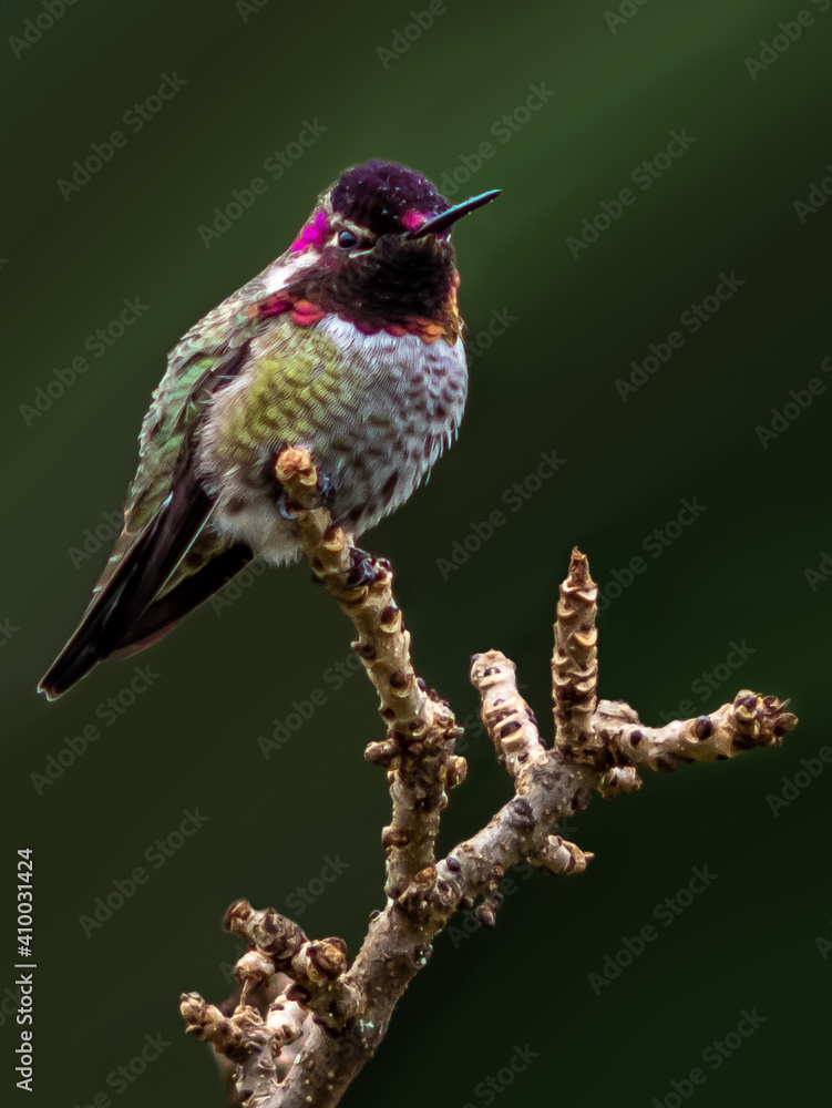 Naklejka premium Humming Bird on a Branch