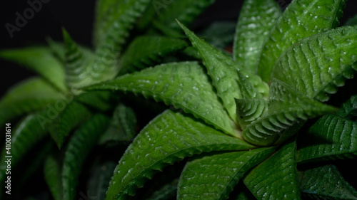 Wallpaper Mural Closeup of  Haworthia limifolia. Beautiful desert plant Torontodigital.ca