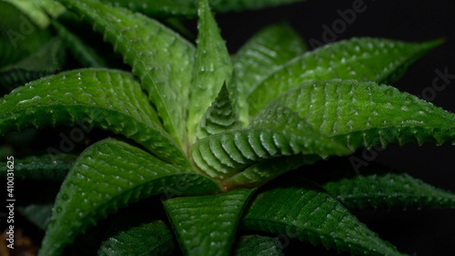 Wallpaper Mural Closeup of  Haworthia limifolia. Beautiful desert plant Torontodigital.ca