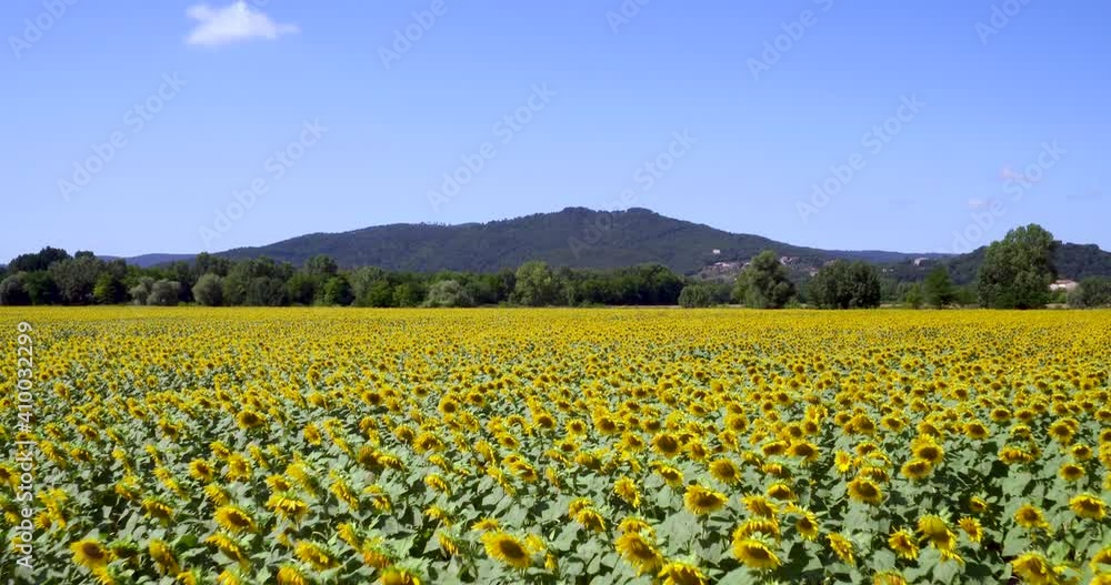 Sunflowers field. Aerial view over a sunflowers field. An agriculture field with blooming sunflowers. Sunflowers field. Aerial view over a sunflowers field. An agriculture field with blooming sunflowers.