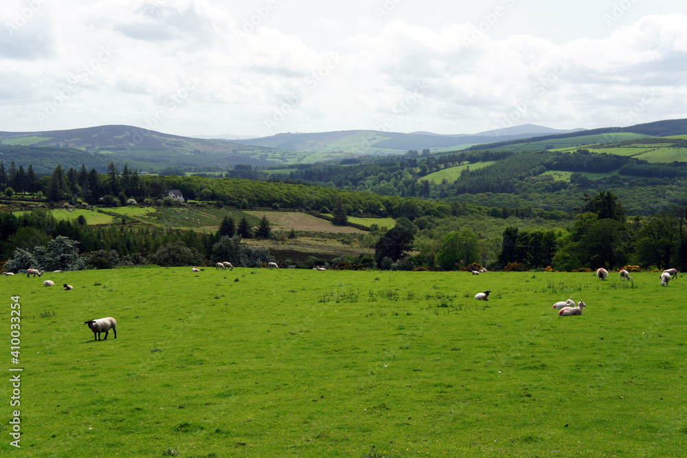 Landscape with sheep grazing on a green meadow.Ireland.