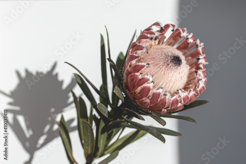 australian native pink protea facing light with shadow in background