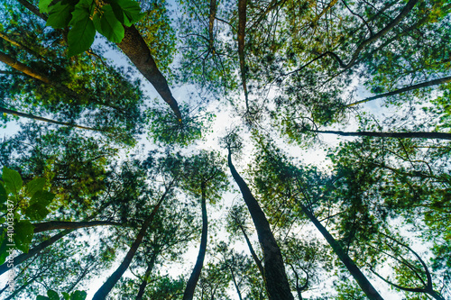 Trees of green forest with sky view, looking up, up view, low angle shot. Beautiful fresh nature, Indonesia landscape from Taman Hutan Raya Juanda Bandung, West Java. photo