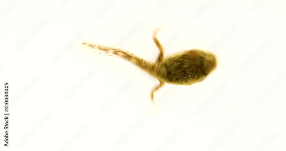 Tadpole with two hind legs isolated on white. Tadpole with two hind legs isolated on white.