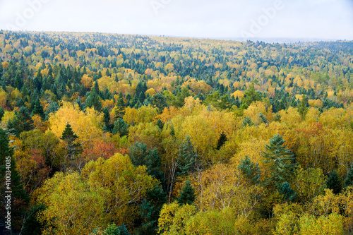 Fototapeta Naklejka Na Ścianę i Meble -  The beautiful autumn forests landscape of Lesser Khingan Mountains of China.