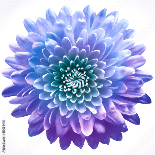 Fototapeta Naklejka Na Ścianę i Meble -  flower  chrysanthemum on a white  isolated background with clipping path. Closeup. For design. Nature.