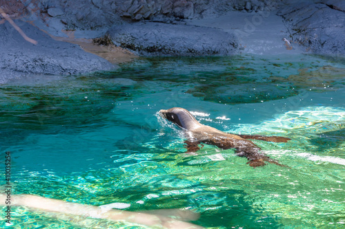 Motion of sea lion is swimming .