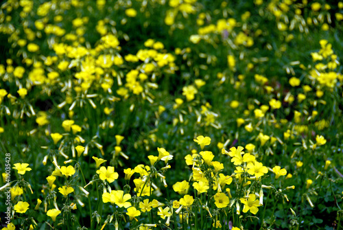 Yellow Buttercup Wildflowers In A Field.