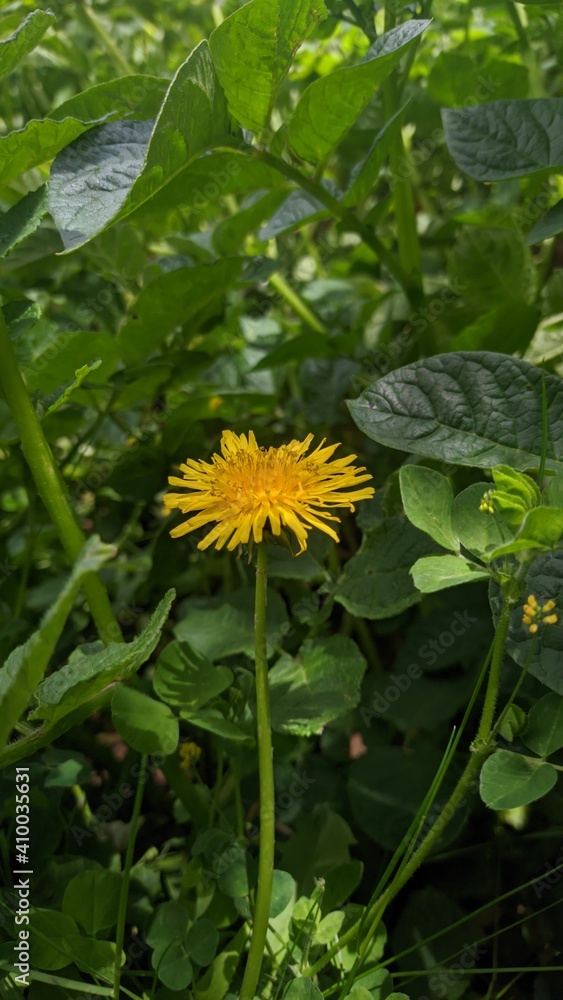 dandelion in the garden