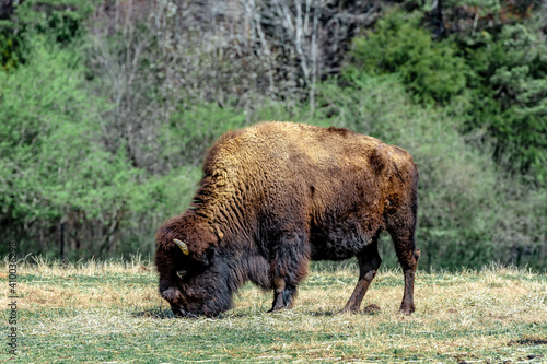 The American bison or American buffalo standing on grassland.