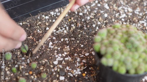 Closeup female hands planting cactus in soil. Woman cultivation plant growth cactus at small business gardening, Forestry environments concept photo