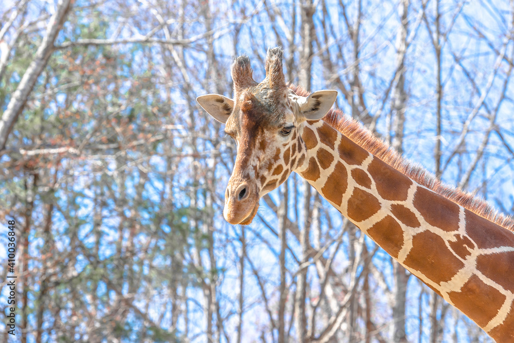 Closeup giraffe head with blue sky background Closeup giraffe head with blue sky background