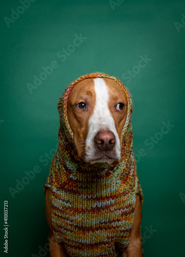Funny and Adorable Fawn Colored Dog Wearing Sweater © Anna Hoychuk