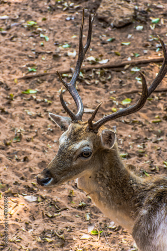 Fototapeta Naklejka Na Ścianę i Meble -  Closeup Sika Deer's head in a zoo.The sika deer also known as the spotted deer or the Japanese deer, is a species of deer native to much of East Asia .