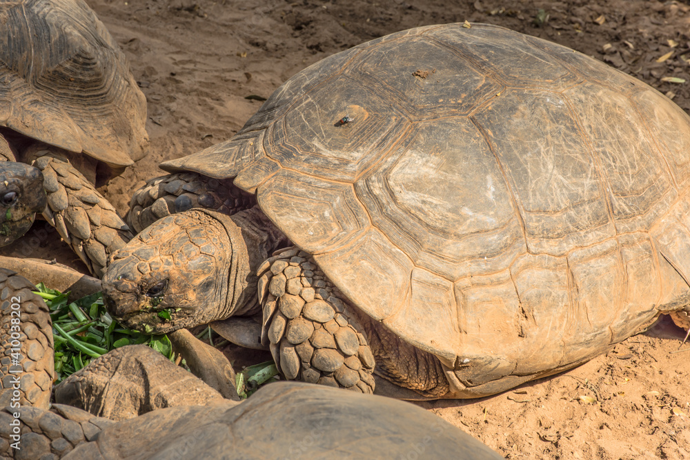 The African spurred tortoise is eating vegetable in a zoo.This tortoise also called the sulcata tortoise, is a species of tortoise inhabiting the southern edge of the Sahara desert in Africa. The African spurred tortoise is eating vegetable in a zoo.This tortoise also called the sulcata tortoise, is a species of tortoise inhabiting the southern edge of the Sahara desert in Africa.