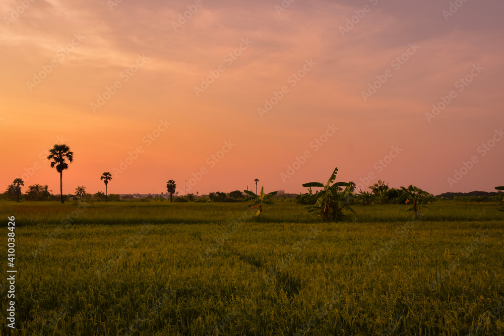 sunset in Rice fields
